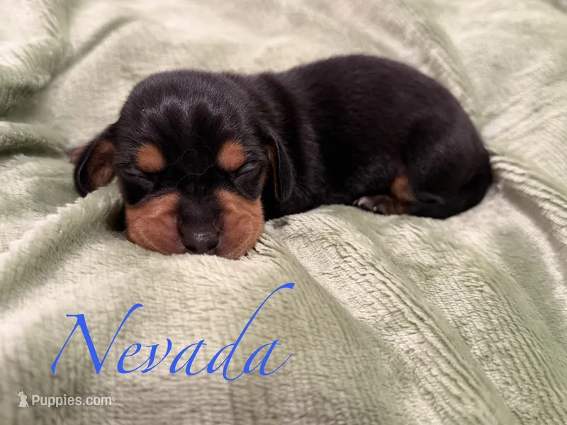 Nevada – Miniature Dachshund puppy for sale in Sarcoxie, MO