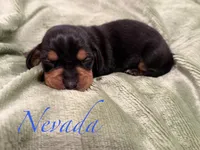 Nevada, a male Miniature Dachshund for sale in Sarcoxie, MO – 1 of 1