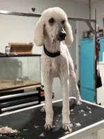Spice, a female Poodle - Standard  for sale in Sarcoxie, MO – 3 of 3