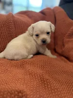 Polly, a female Pugapoo for sale in Sarcoxie, MO – 1 of 3