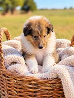 Biscuit , a male Collie for sale in Sarcoxie, MO – 1 of 1