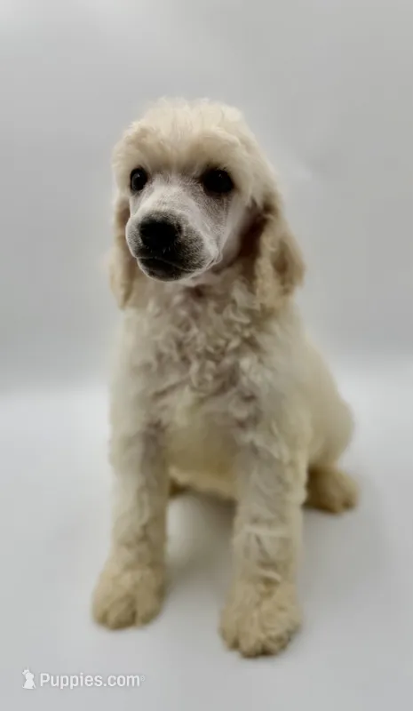 Glory, a female Poodle - Standard  for sale in Sarcoxie, MO – 1 of 1