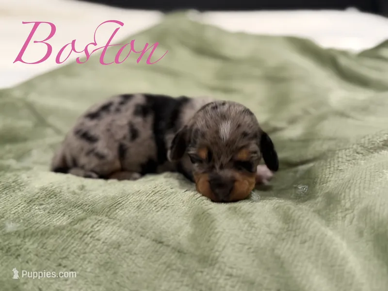 Boston – Miniature Dachshund puppy for sale in Sarcoxie, MO