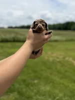 Texas , a male Miniature Dachshund for sale in Sarcoxie, MO – 1 of 3