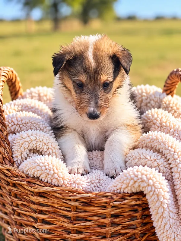 Pickles – Collie puppy for sale in Sarcoxie, MO