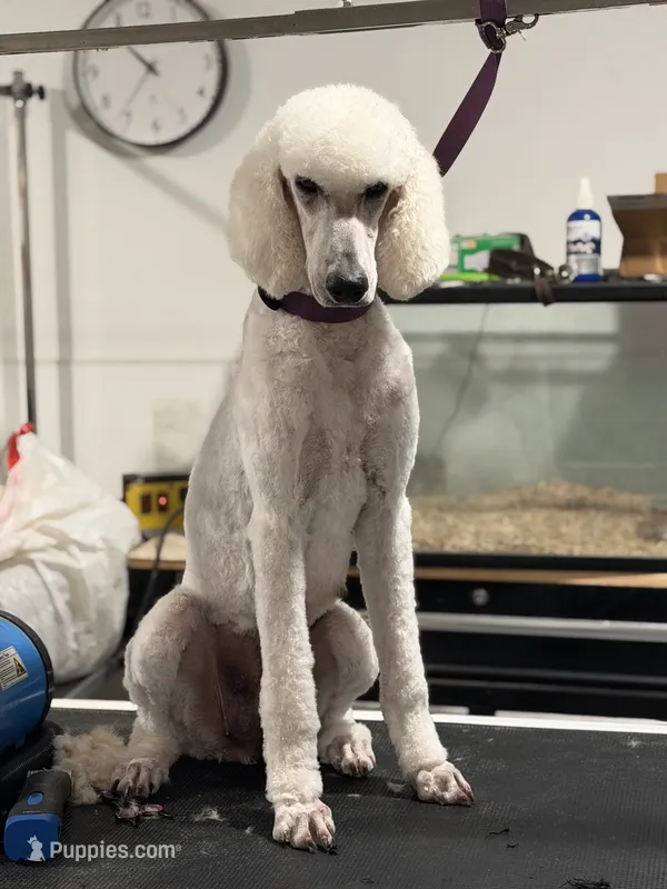 Spice, a female Poodle - Standard  for sale in Sarcoxie, MO – 1 of 3