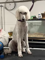 Spice, a female Poodle - Standard  for sale in Sarcoxie, MO – 1 of 3