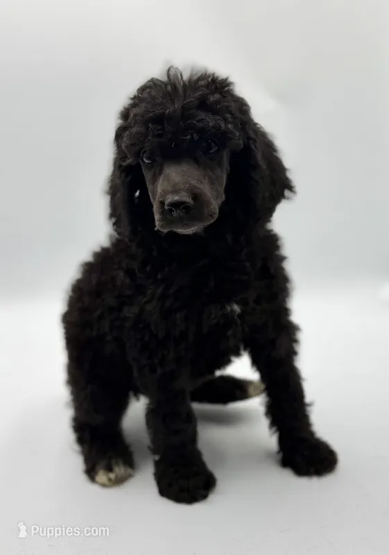 Liberty – Poodle - Standard  puppy for sale in Sarcoxie, MO