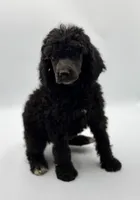 Liberty, a female Poodle - Standard  for sale in Sarcoxie, MO – 1 of 1