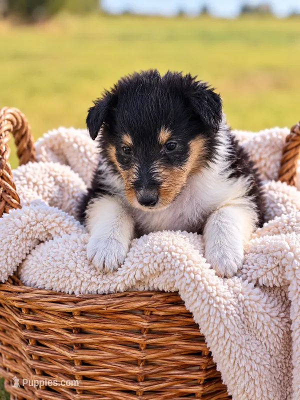 Winston – Collie puppy for sale in Sarcoxie, MO