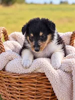 Winston, a male Collie for sale in Sarcoxie, MO – 1 of 1