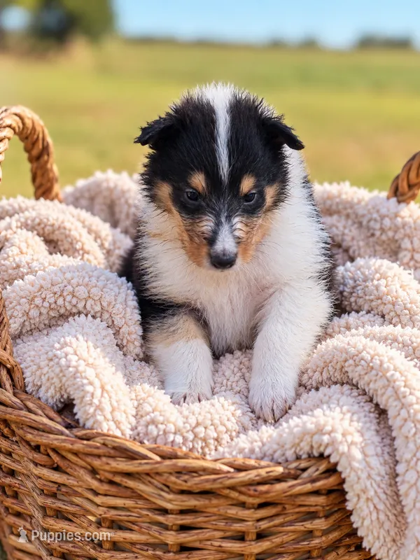 Cash – Collie puppy for sale in Sarcoxie, MO