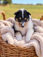Cash, a male Collie for sale in Sarcoxie, MO – 1 of 1