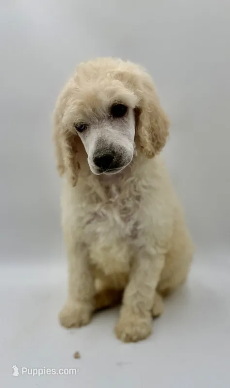 Justice – Poodle - Standard  puppy for sale in Sarcoxie, MO