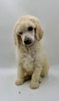 Justice, a female Poodle - Standard  for sale in Sarcoxie, MO – 1 of 1