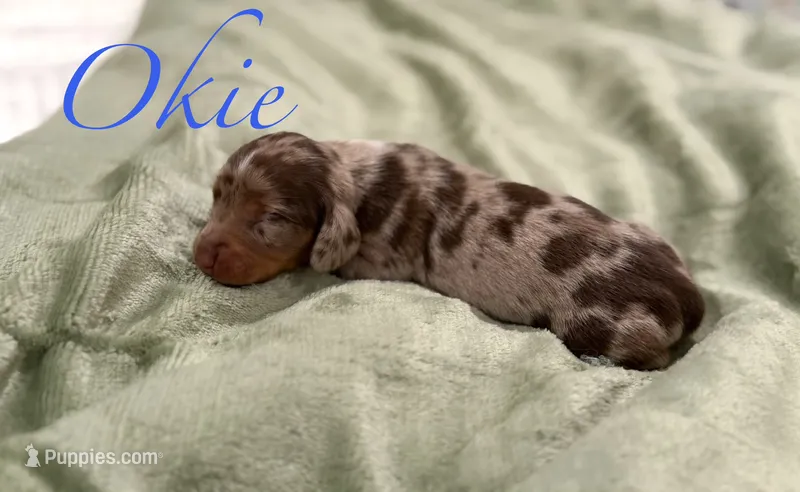 Okie – Miniature Dachshund puppy for sale in Sarcoxie, MO