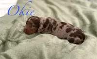 Okie, a male Miniature Dachshund for sale in Sarcoxie, MO – 1 of 1