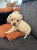 Polly, a female Pugapoo for sale in Sarcoxie, MO – 2 of 3