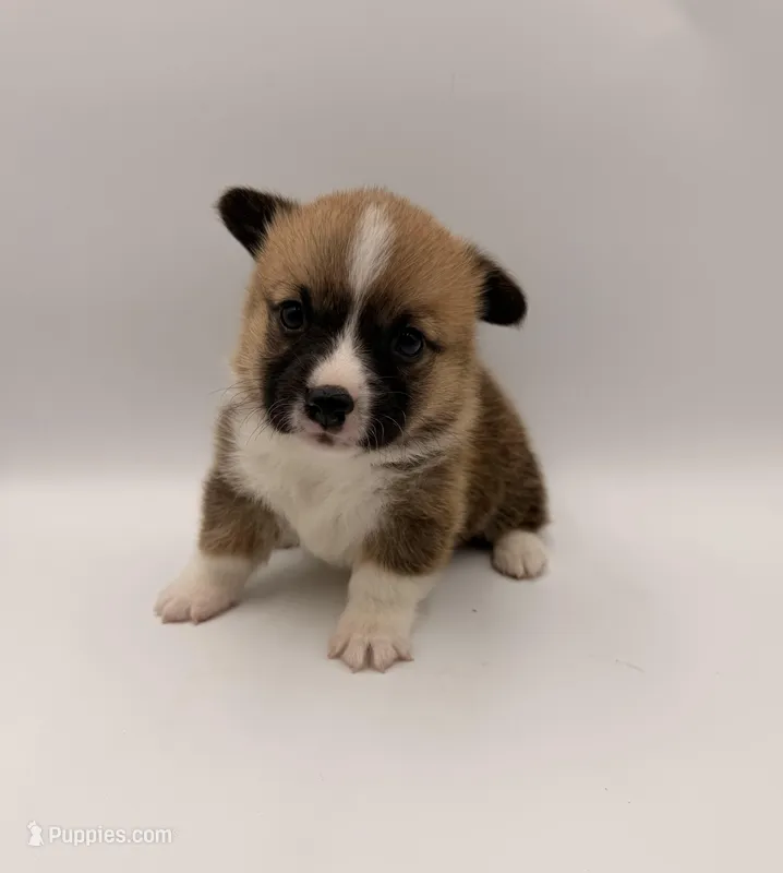 Egg – Pembroke Welsh Corgi puppy for sale in Sarcoxie, MO