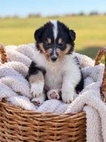Sashay, a female Collie for sale in Sarcoxie, MO – 1 of 1