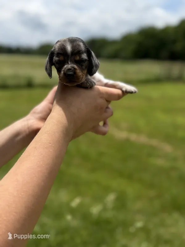 Alabama  – Miniature Dachshund puppy for sale in Sarcoxie, MO