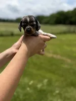 Alabama , a male Miniature Dachshund for sale in Sarcoxie, MO – 1 of 3