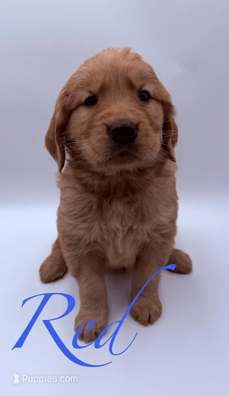 Red – Golden Retriever puppy for sale in Sarcoxie, MO