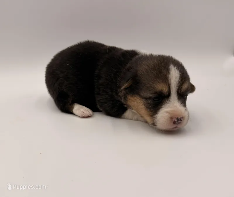 Lilly – Pembroke Welsh Corgi puppy for sale in Sarcoxie, MO