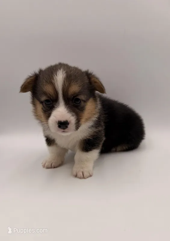 Lilly – Pembroke Welsh Corgi puppy for sale in Sarcoxie, MO