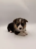 Lilly, a female Pembroke Welsh Corgi for sale in Sarcoxie, MO – Photo 2 of 4