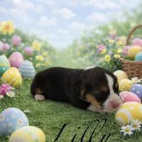 Lilly, a female Pembroke Welsh Corgi for sale in Sarcoxie, MO – Photo 4 of 4