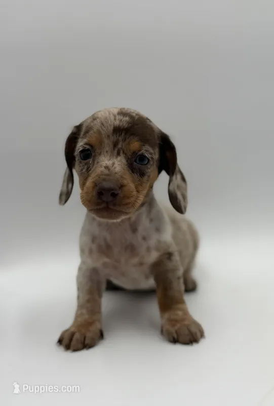 Texas  – Miniature Dachshund puppy for sale in Sarcoxie, MO