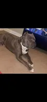 Big Fry, a male American Bully for sale in McKinney, TX – 1 of 3