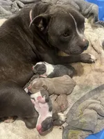 Big Fry/ Small Fry/ Musketeer 1, Musketeer 2, Musketeer 3, a male American Bully for sale in McKinney, TX – 2 of 8