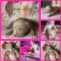 Big Fry/ Small Fry/ Musketeer 1, Musketeer 2, Musketeer 3, a male American Bully for sale in McKinney, TX – 6 of 8