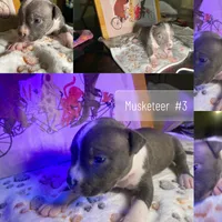 Big Fry/ Small Fry/ Musketeer 1, Musketeer 2, Musketeer 3, a male American Bully for sale in McKinney, TX – 5 of 8