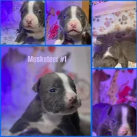 Big Fry/ Small Fry/ Musketeer 1, Musketeer 2, Musketeer 3, a male American Bully for sale in McKinney, TX – 8 of 8