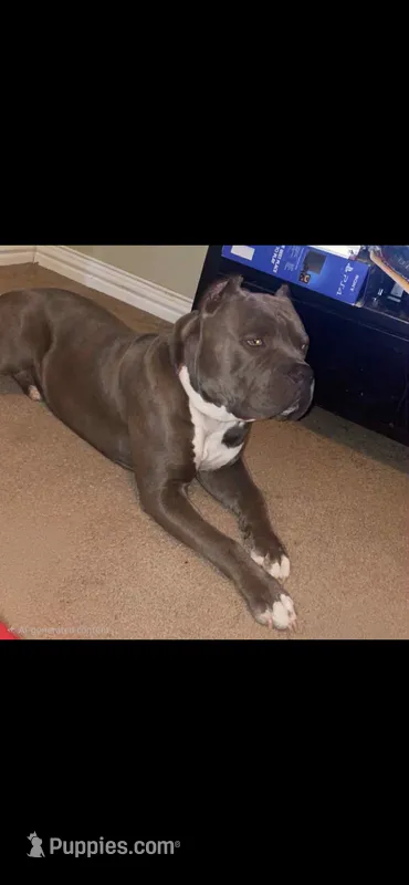 Big Fry/ Small Fry/ Musketeer 1, Musketeer 2, Musketeer 3 – American Bully puppy for sale in McKinney, TX