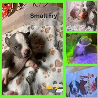 Big Fry/ Small Fry/ Musketeer 1, Musketeer 2, Musketeer 3, a male American Bully for sale in McKinney, TX – 7 of 8
