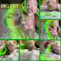 Big Fry/ Small Fry/ Musketeer 1, Musketeer 2, Musketeer 3, a male American Bully for sale in McKinney, TX – 3 of 8