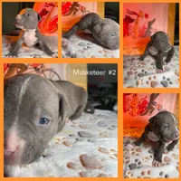 Big Fry/ Small Fry/ Musketeer 1, Musketeer 2, Musketeer 3, a male American Bully for sale in McKinney, TX – 4 of 8