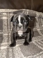 Tank, a male French Bulldog for sale in Springfield, MO – Photo 3 of 5