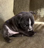 Tank, a male French Bulldog for sale in Springfield, MO – Photo 1 of 5