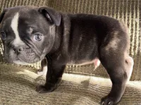 Tank, a male French Bulldog for sale in Springfield, MO – Photo 2 of 5