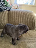 Tank, a male French Bulldog for sale in Springfield, MO – Photo 5 of 5