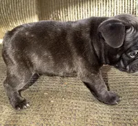 Tank, a male French Bulldog for sale in Springfield, MO – Photo 4 of 5