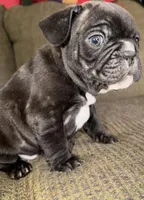 Iron, a male French Bulldog for sale in Springfield, MO – Photo 3 of 6