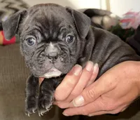 Iron, a male French Bulldog for sale in Springfield, MO – Photo 2 of 6