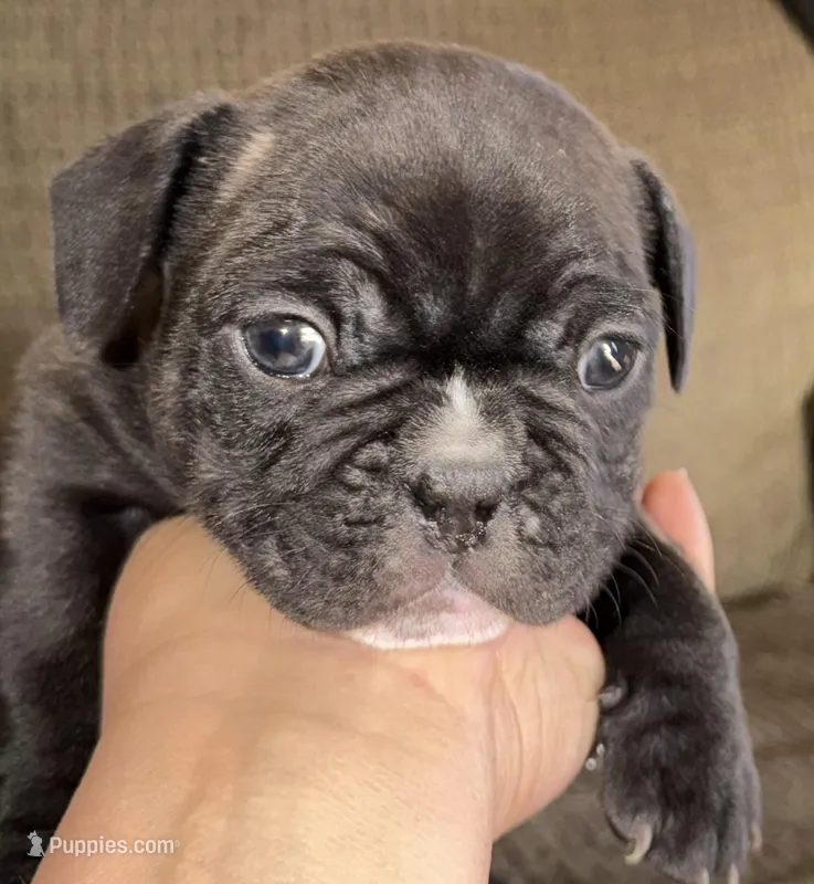 Iron – French Bulldog puppy for sale in Springfield, MO