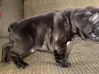 Iron, a male French Bulldog for sale in Springfield, MO – Photo 4 of 6